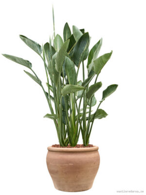 Strelitzia reginae in Terra Antica - Vaxtinredarna.se