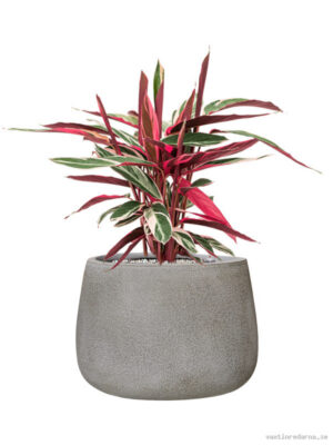 Stromanthe Sanguinea 'Triostar' in Antwerp - Vaxtinredarna.se