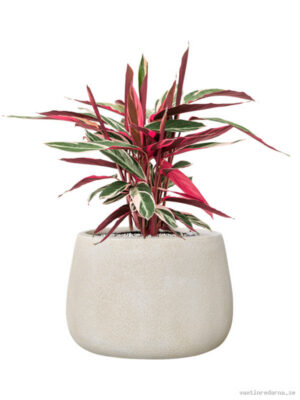 Stromanthe Sanguinea 'Triostar' in Antwerp - Vaxtinredarna.se