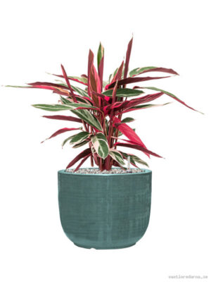 Stromanthe Sanguinea 'Triostar' in Plain Striped - Vaxtinredarna.se