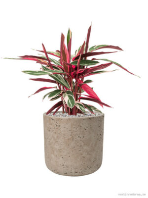 Stromanthe Sanguinea 'Triostar' in Rough - Vaxtinredarna.se