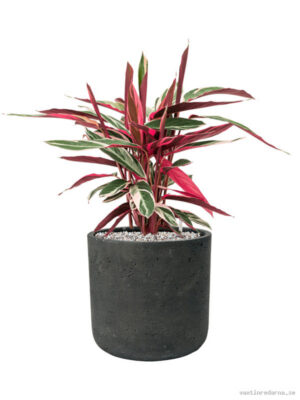 Stromanthe Sanguinea 'Triostar' in Rough - Vaxtinredarna.se