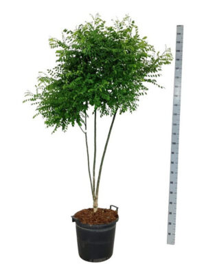 Styphnolobium japonicum - Vaxtinredarna.se