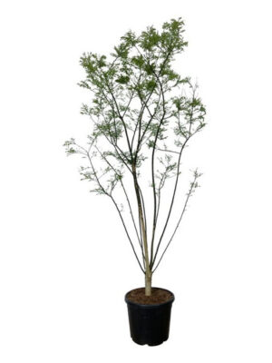 Styphnolobium japonicum - Vaxtinredarna.se