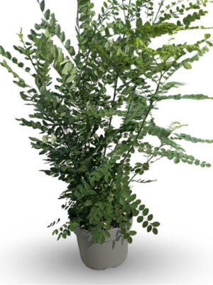 Styphnolobium japonicum - Vaxtinredarna.se