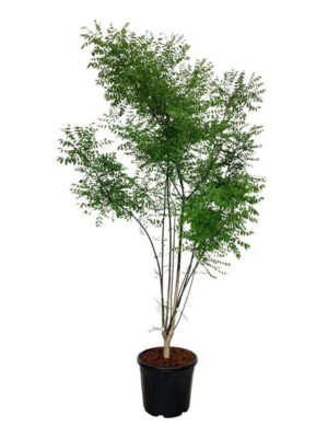 Styphnolobium japonicum - Vaxtinredarna.se