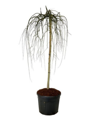 Styphnolobium japonicum 'Pendula' - Vaxtinredarna.se