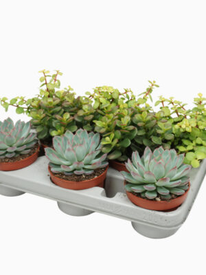 Succulenten mix - Vaxtinredarna.se