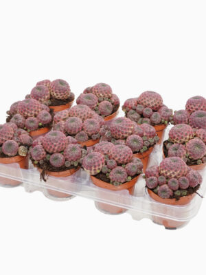 Sulcorebutia rauschii - Vaxtinredarna.se