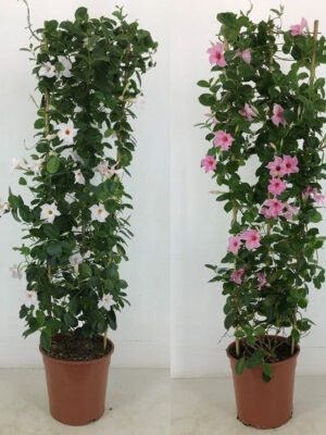 Sundaville (Dipladenia) Classic mix - Vaxtinredarna.se