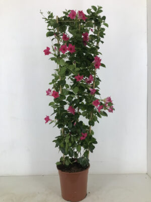 Sundaville (Dipladenia) Classic Pink - Vaxtinredarna.se