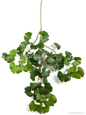 Sweet Gingko - Vaxtinredarna.se