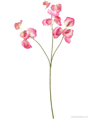 Sweet Pea - Vaxtinredarna.se