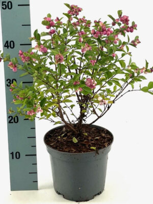 Symphoricarpos 'Magical Temptation' - Vaxtinredarna.se