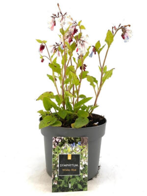 Symphytum grandiflorum 'Wisley Blue' - Vaxtinredarna.se