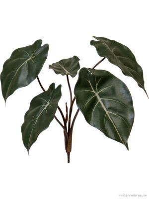 Syngonium - Vaxtinredarna.se