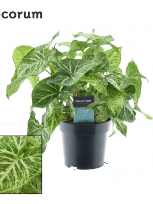 Syngonium Arrow Feel Green - Vaxtinredarna.se
