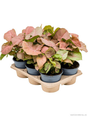Syngonium 'Neon' 6/tray - Vaxtinredarna.se