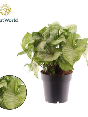Syngonium 'White Butterfly' - Vaxtinredarna.se