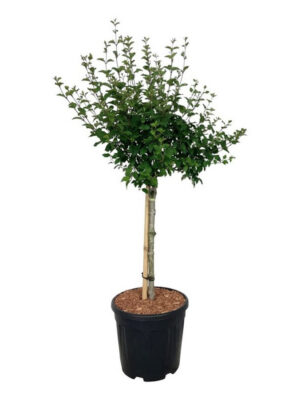 Syringa BLOOMERANG® Pink Perfume - Vaxtinredarna.se