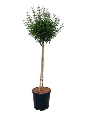 Syringa BLOOMERANG® 'Pink Perfume' - Vaxtinredarna.se