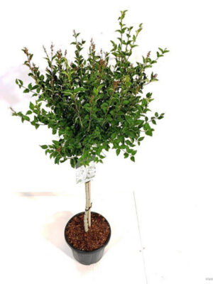 Syringa 'Flowerfesta' ® White - Vaxtinredarna.se