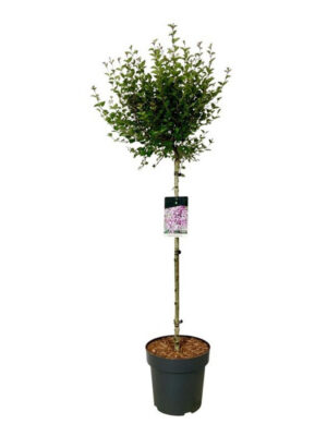 Syringa meyeri 'Flowerfesta Purple' - Vaxtinredarna.se