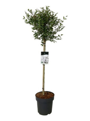 Syringa meyeri 'Flowerfesta White' - Vaxtinredarna.se