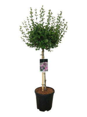 Syringa meyeri 'Palibin' - Vaxtinredarna.se