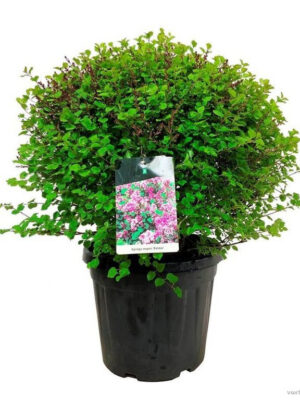 Syringa meyeri 'Palibin' - Vaxtinredarna.se