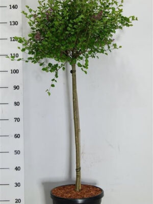 Syringa meyeri 'Palibin' - Vaxtinredarna.se