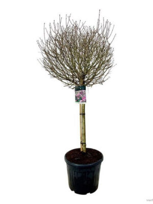 Syringa meyeri 'Palibin' - Vaxtinredarna.se