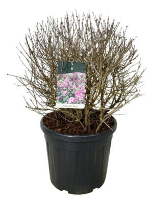 Syringa meyeri 'Palibin' - Vaxtinredarna.se