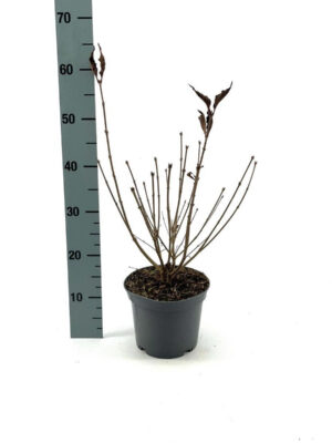 Syringa patula 'Miss Kim' - Vaxtinredarna.se