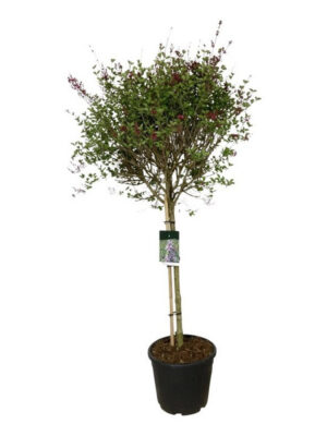 Syringa 'Sugar Plum Fairy' - Vaxtinredarna.se