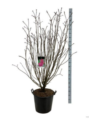 Syringa vulgaris 'And. an Ludwig Späth' - Vaxtinredarna.se