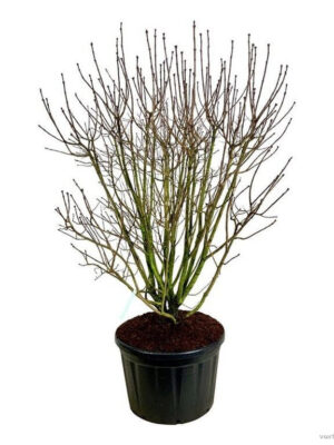 Syringa vulgaris 'And. an Ludwig Späth' - Vaxtinredarna.se