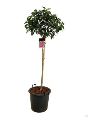 Syringa vulgaris 'Andenken an Ludwig Späth' - Vaxtinredarna.se