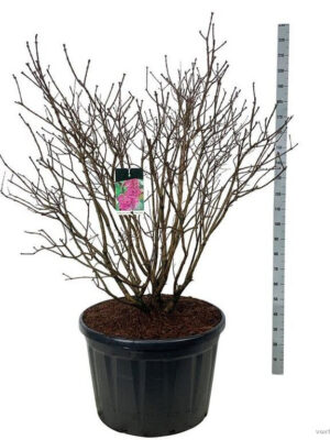 Syringa vulgaris 'Andenken an Ludwig Späth' - Vaxtinredarna.se