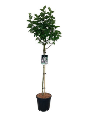 Syringa vulgaris 'Beauty of Moscow' - Vaxtinredarna.se