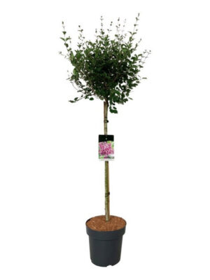 Syringa vulgaris 'Bloomerang Dark Purple' - Vaxtinredarna.se