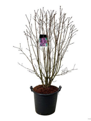 Syringa vulgaris 'Charles Joly' - Vaxtinredarna.se