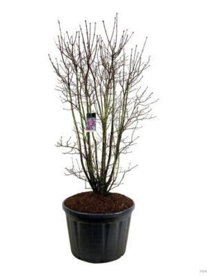 Syringa vulgaris 'Charles Joly' - Vaxtinredarna.se