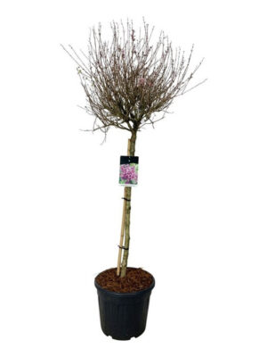 Syringa vulgaris 'Dark Purple' - Vaxtinredarna.se