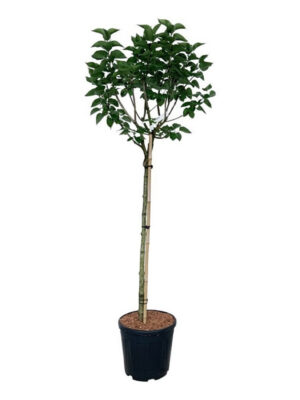 Syringa vulgaris 'Katherine Havemeyer' - Vaxtinredarna.se