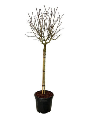 Syringa vulgaris 'Katherine Havemeyer' - Vaxtinredarna.se