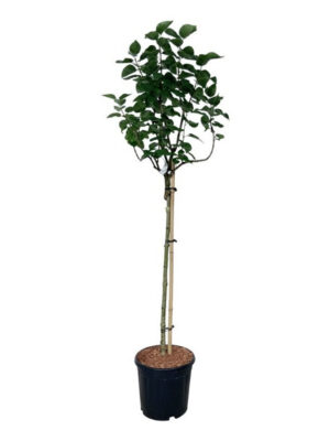 Syringa vulgaris 'Lila Wonder' - Vaxtinredarna.se