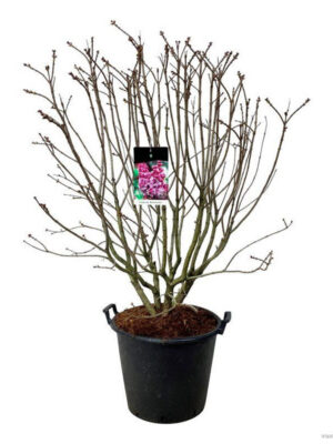 Syringa vulgaris 'Michel Buchner'
