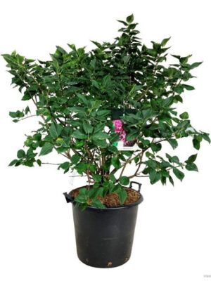 Syringa vulgaris 'Michel Buchner' - Vaxtinredarna.se