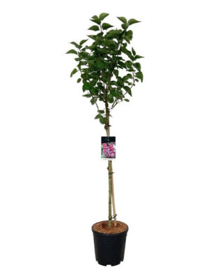 Syringa vulgaris 'Michel Buchner' - Vaxtinredarna.se